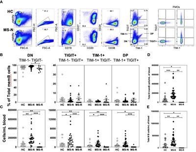 Human regulatory memory B cells defined by expression of TIM-1 and TIGIT are dysfunctional in multiple sclerosis